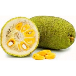 Nasiona Dżakfrut jackfruit drzewo bochenkowe chlebowiec różnolistny